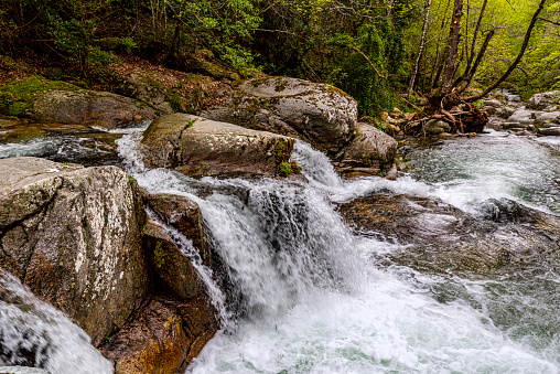 the living water of a mountain torrent cascades through a forest in spring in Corsica
