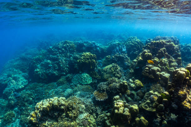 istock underwater scene with coral reef and fish; Surin Islands; Thailand. 1321854839