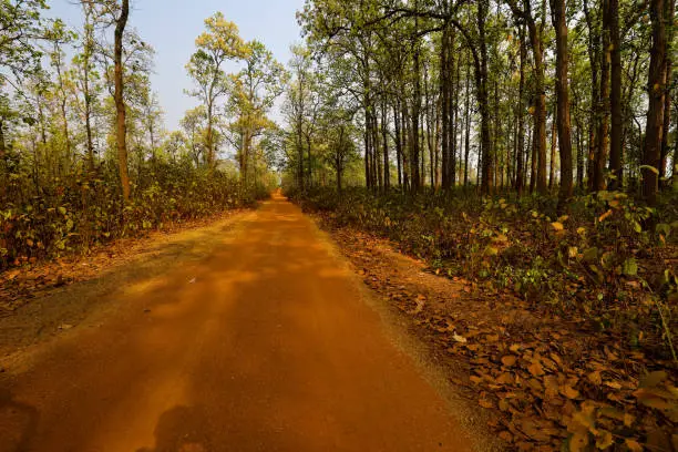 Unpaved dirt road through the dense forest near ex RAF airbase in Bishnupur Bakura West Bengal India.