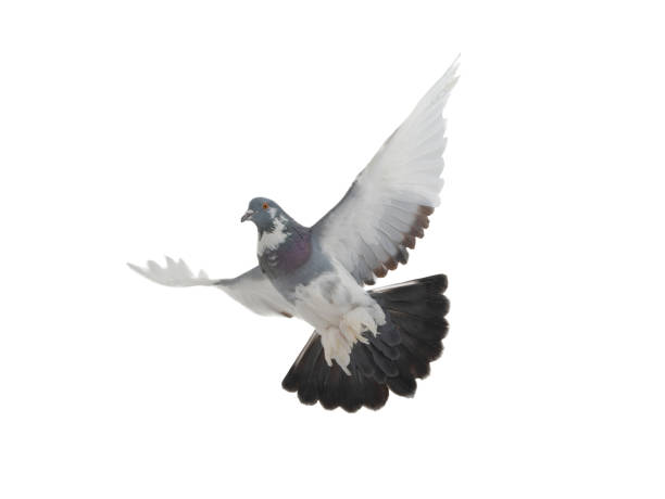 istock dove (English Pouter) in flight isolated on white background 1321864303