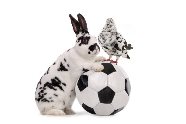 비둘기와 토끼는 흰색에 고립 된 축구 공 근처에 서 - dalmatian rabbit 뉴스 사진 이미지