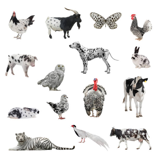 collage d’animaux de couleur similaire à celle des chiens dalmates isolés sur du blanc - dalmatian rabbit photos et images de collection
