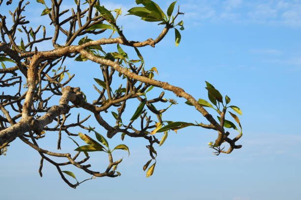 Branches frangipani tree against bright blue summer sky background.