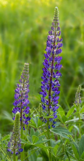 보라색 루핀 꽃, 루피누스 폴리필루스 에 버목 초원 잔디 - 3655 뉴스 사진 이미지