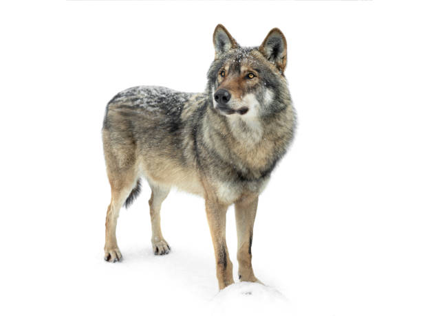 istock Gray wolf stands on the snow isolated on white background 1321869236