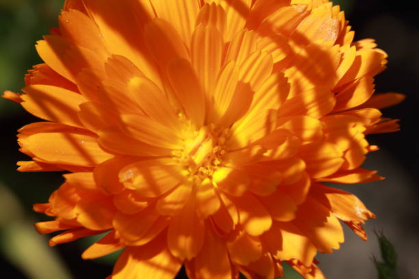istock Orange flower in closeup 1321870383