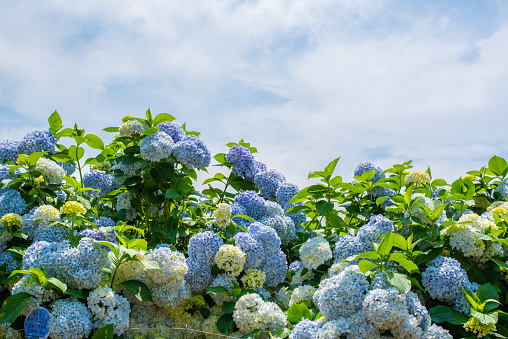 A bumble bee gathers pollen from a blue hydrangea flower in a Cape Cod garden,