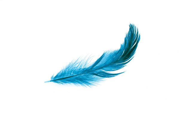 istock a blue feather on a white isolated background 1321874118