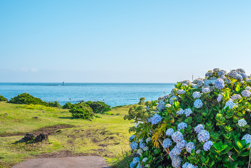 There are many of beautiful hydrangea in Jeju island.