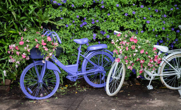 vieux vélos vintage décoratifs dans le jardin de fleurs. - bicycle ornamental garden flower formal garden photos et images de collection