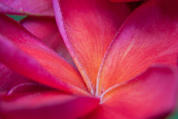 geranio pelargonio violeta de maverick - geranium flower pink leaf fotografías e imágenes de stock