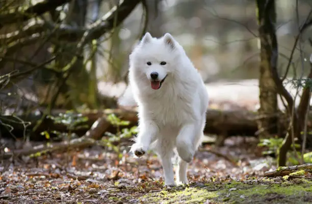 samoyed dog running in the forest