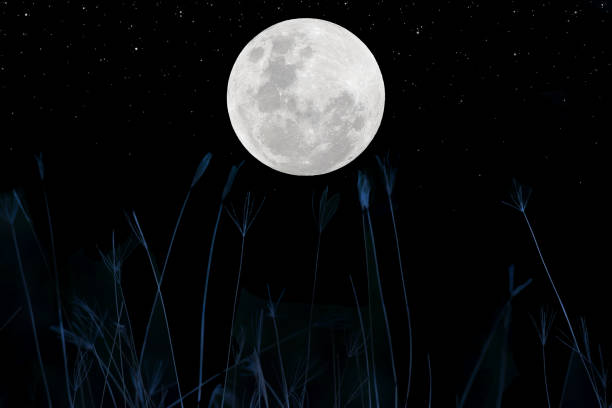 Photo of Full moon on the sky with flowers grass silhouette at night.
