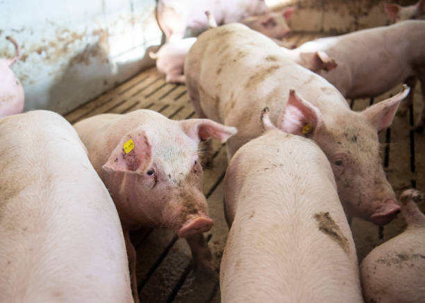 istock Pigs in a sty some sitting, some standing. Looking sad. 1321877158
