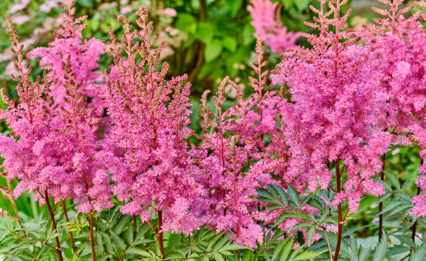 istock Flowering plant pink astilbe 1321879779
