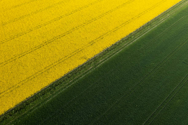 vista aerea del campo di olio vegetale di canola gialla vicino al campo di grano verde. - rape oil foto e immagini stock
