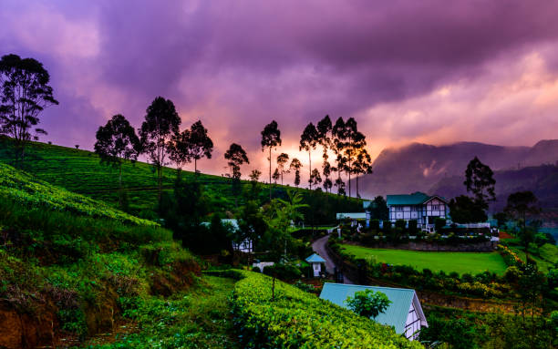 Tea plantation in Sri Lanka Highland