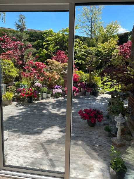 istock Image of closed, sliding patio doors looking onto whitewashed, grooved timber decking, view  of potted flowering plants, green mown lawn, Japanese maples, stone lanterns and garden statue ornaments, clear blue, sunny sky 1321882648