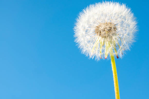 istock White dandelion closeup against blue sky on sun 1321883485