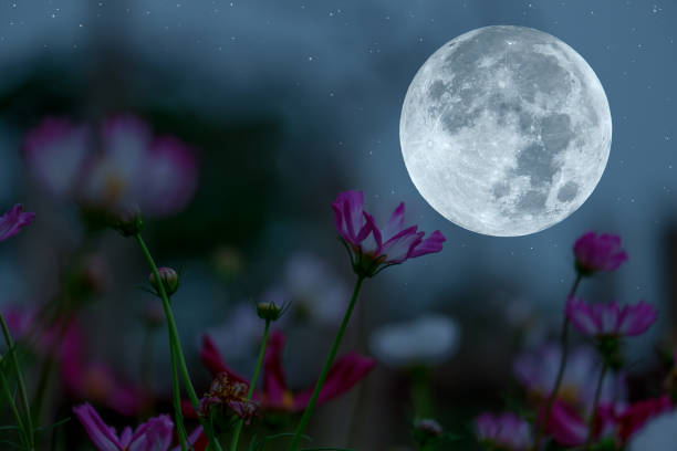 istock Full moon with cosmos flowers silhouette in the night. 1321884070