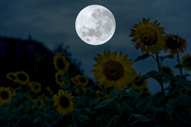 istock Full moon on the sky with sunflowers silhouette at night. 1321884077