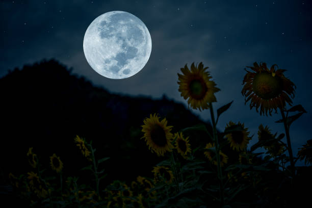 Full moon on the sky with sunflowers silhouette at night.