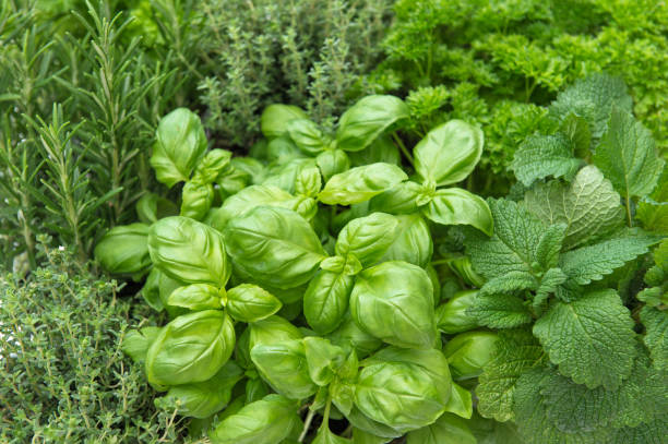istock Food background. Fresh herbs. Basil rosemary thyme mint 1321889922