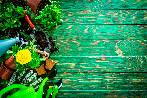 Home gardening: overhead view of gardening equipment arranged at the left border of an horizontal green table leaving useful copy space for text and/or logo at the right.