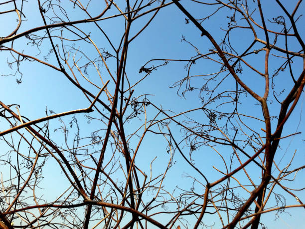istock Close-up branch tree and leafless on blue sky background, bare branches silhouette against the sky, abstract wallpaper for graphic creative design (selective focus) 1321892068