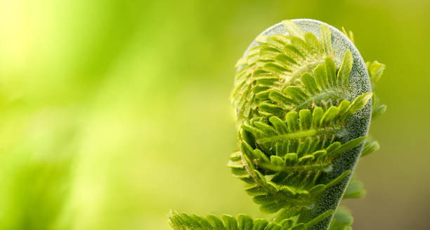 green leaf of fern on a light green background, selective focus - fern spiral frond green imagens e fotografias de stock