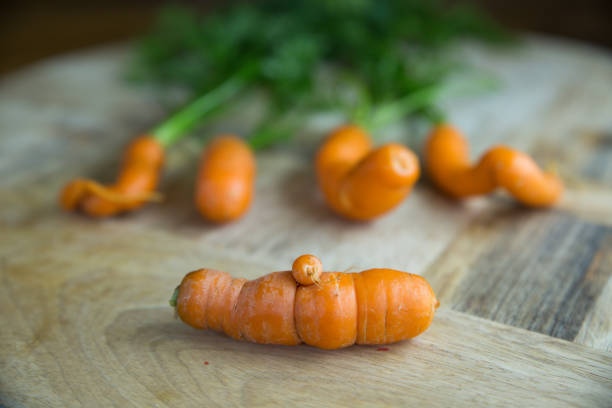 A range of deformed carrots in different sizes grown in the backyard vegetable garden. Some of the funny carrots are phallus shaped and look rude, like a penis or private parts. Most have growths that look like warts, moles or deformities. Could be used to illustrate awkward private medical problems, individuality or uniqueness.