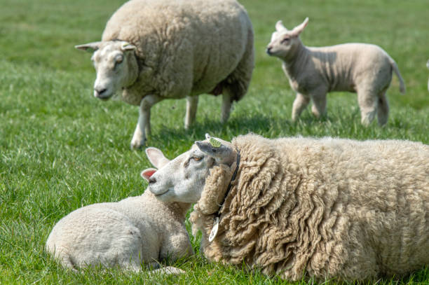 istock Mother Sheep With Lambs Around Abcoude The Netherlands 2019 1321896812