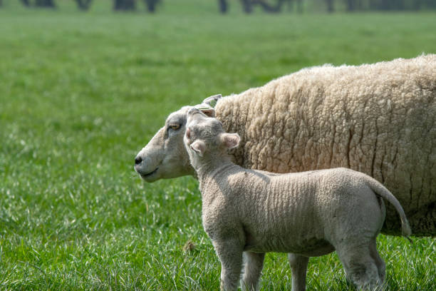 istock Mother Sheep With Lamb Around Abcoude The Netherlands 2019 1321896974