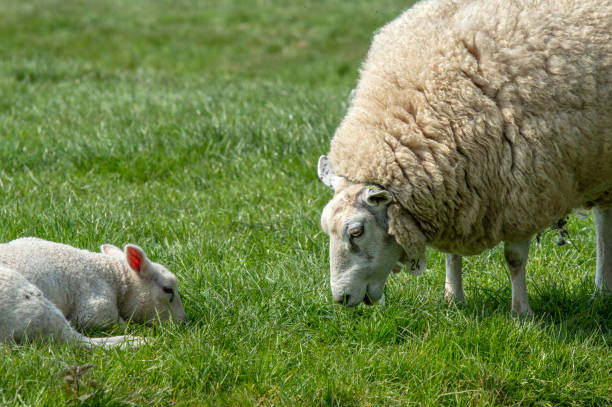 istock Mother Sheep With Lamb Around Abcoude The Netherlands 2019 1321897061