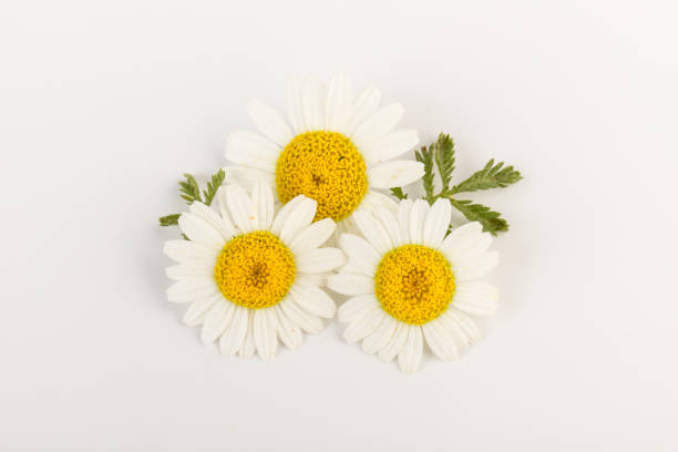 istock chamomile or daisies with leaves isolated on white background. Top view. Flat lay 1321897127