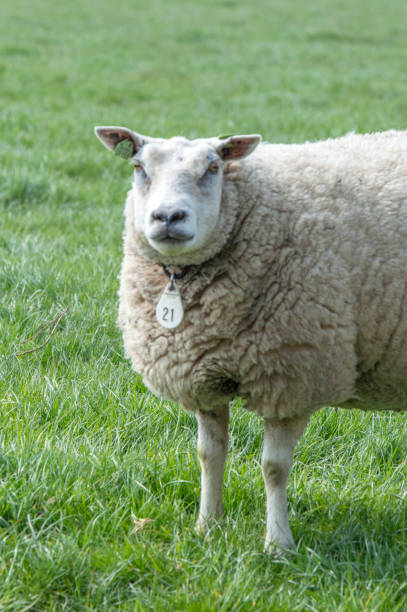 istock Mother Sheep Around Abcoude The Netherlands 2019 1321898038