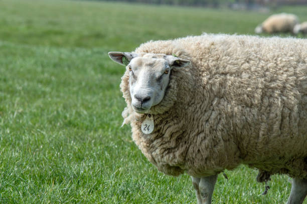 istock Mother Sheep Around Abcoude The Netherlands 2019 1321898184