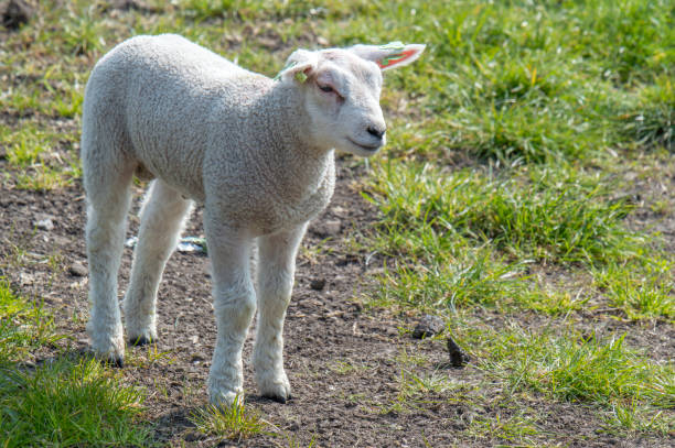 istock Little Lamb Around Abcoude The Netherlands 2019 1321898333