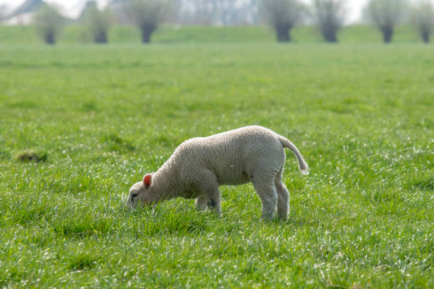 istock Little Lamb Around Abcoude The Netherlands 2019 1321898378