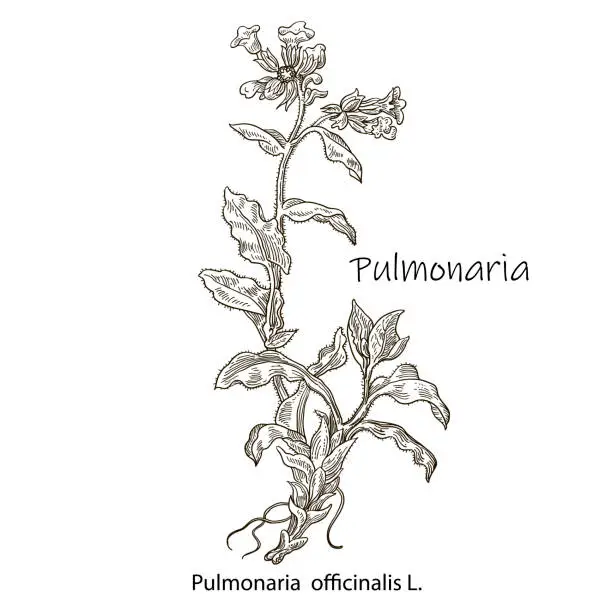 Vector illustration of Hand-drawn vector image of medicinal plant lungwort. Black outlines of Pulmonaria obscura isolated on a white background. Used in traditional medicine.