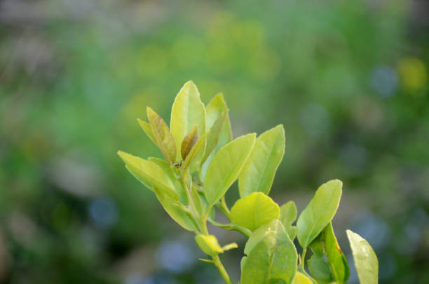 the small beautiful green lemon leaves in the garden.