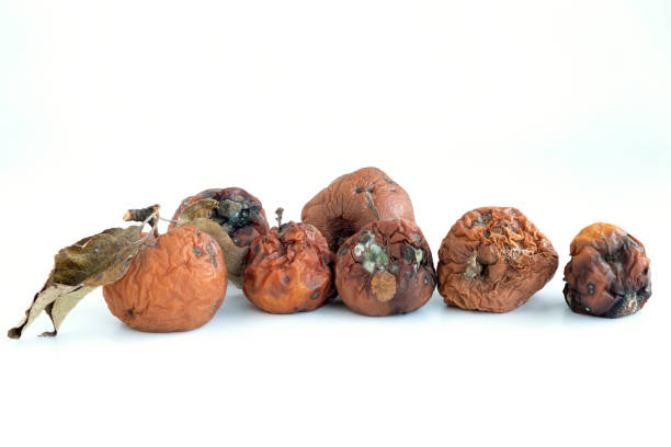 istock Many spoiled brown apples isolated on white background 1321899976