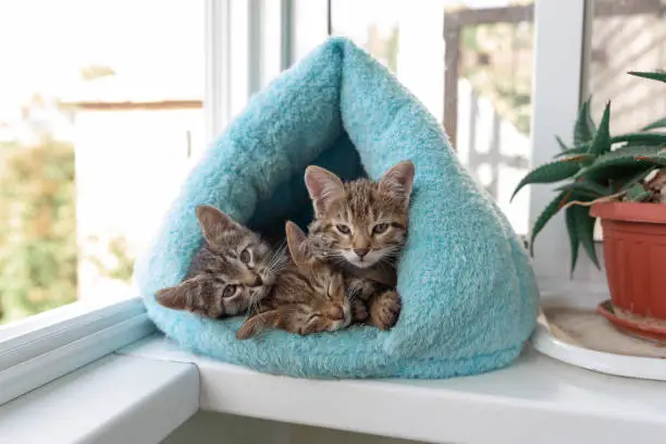 Photo of Three shorthaired tabby kittens sleep in a blue soft house