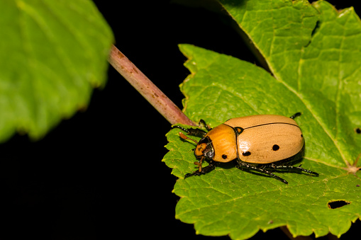 A closeup of a Grapevine Beetle foraging at night in New England.