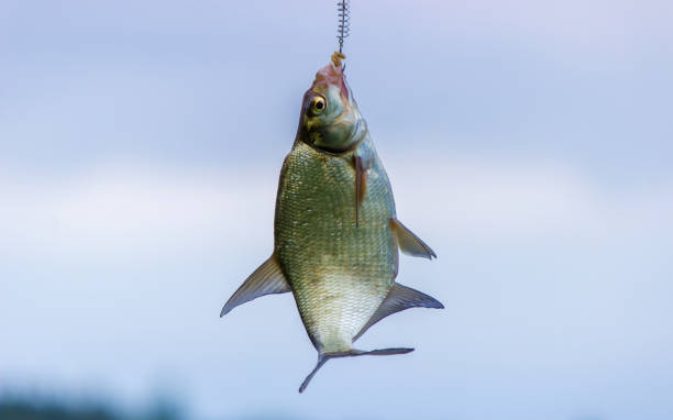 istock fish hanging on a fishing hook close-up. Nature 1321904160