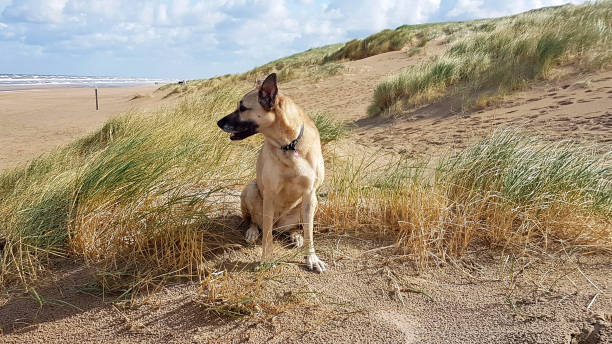 istock Dogs love sea air! 1321904818