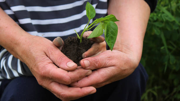 istock A child holds a green plant on dark brown soil, pepper seedlings. selective focus 1321907612