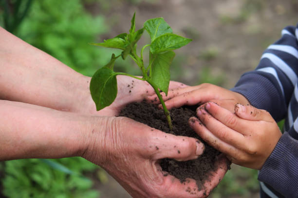 istock A child holds a green plant on dark brown soil, pepper seedlings. selective focus 1321907623