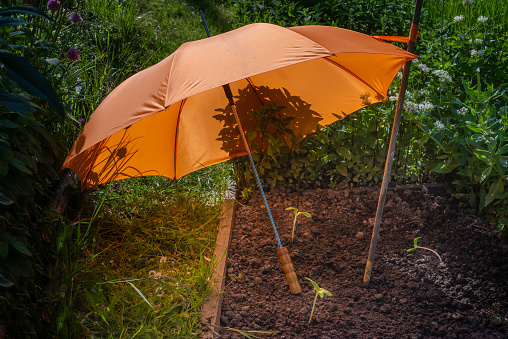 Orange umbrella protecting young plants from the sun and rain, Netherlands