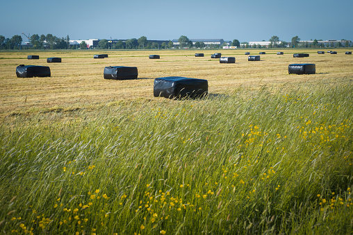 Agriculture Industry Field With Circular Bales Of Hay